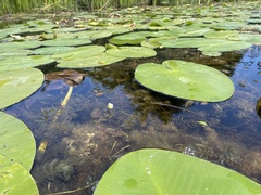 Ranunculus longirostris