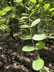 Styphnolobium affine