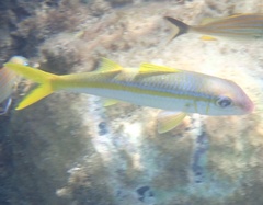 Mulloidichthys martinicus