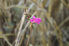 Clarkia
