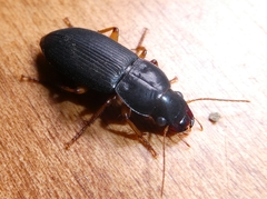 Pseudoophonus