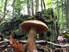 Boletus subvelutipes