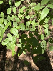 Styphnolobium affine