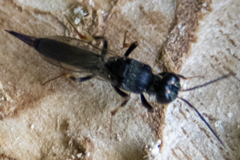 Balcha indica