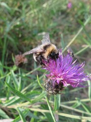 Bombus jonellus