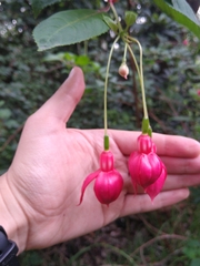 Fuchsia × hybrida