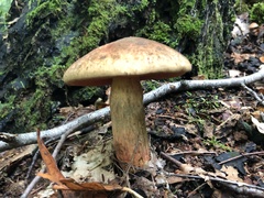 Boletus subvelutipes