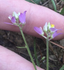 Polygala