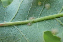 Neuroterus floccosus