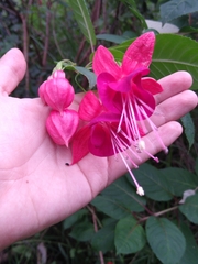 Fuchsia × hybrida