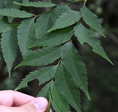 Koelreuteria bipinnata