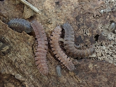 Polydesmus angustus