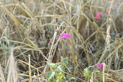Clarkia