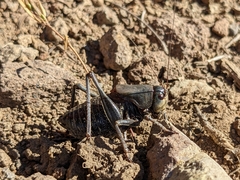 Anabrus simplex