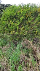 Acacia paradoxa