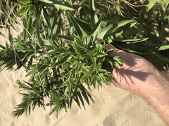 Solidago sempervirens