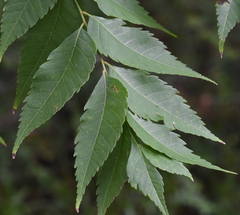 Koelreuteria bipinnata
