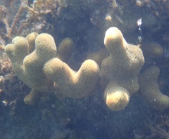 Porites