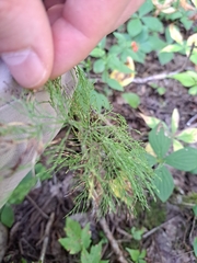 Equisetum sylvaticum