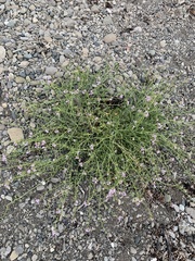 Cakile maritima
