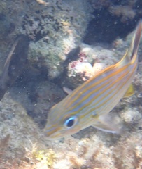 Haemulon carbonarium