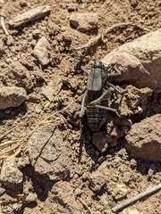 Anabrus simplex