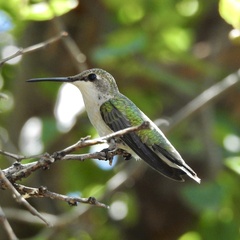 Archilochus colubris