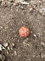 Amphibolips quercusjuglans