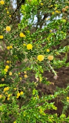 Acacia paradoxa