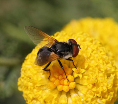 Elomya lateralis