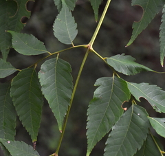 Koelreuteria bipinnata