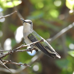 Archilochus colubris