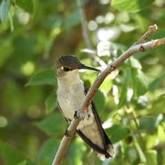 Archilochus colubris