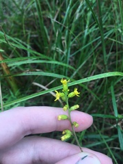 Solidago erecta