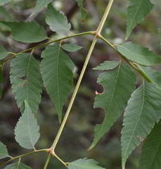 Koelreuteria bipinnata