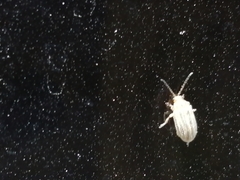 Ophraella communa