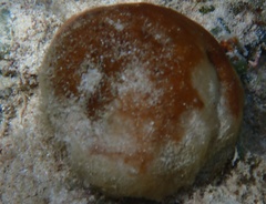 Tetillidae