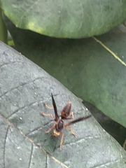Polistes rubiginosus