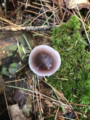 Mycena pura