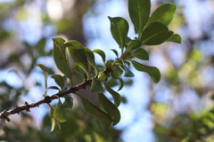 Coprosma ochracea