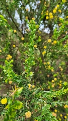 Acacia paradoxa