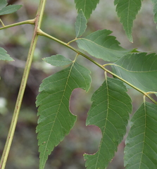 Koelreuteria bipinnata