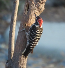 Dryobates nuttallii