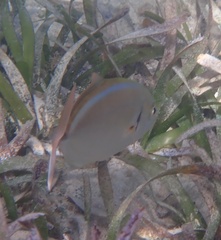 Caranx ruber