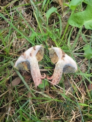 Xerocomellus chrysenteron