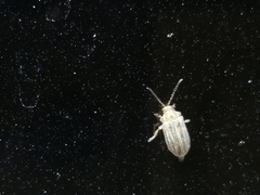 Ophraella communa
