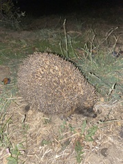 Erinaceus roumanicus