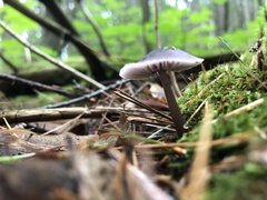 Mycena pura