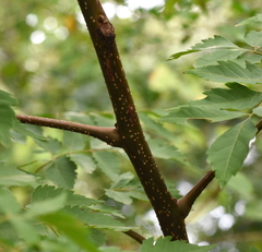 Koelreuteria bipinnata