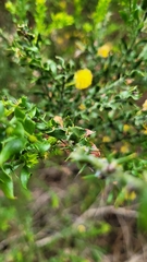 Acacia paradoxa